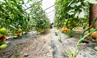 subventii fermieri cultivare legume romania alexandria teleorman stiri evenimente politic totalimpact total impact